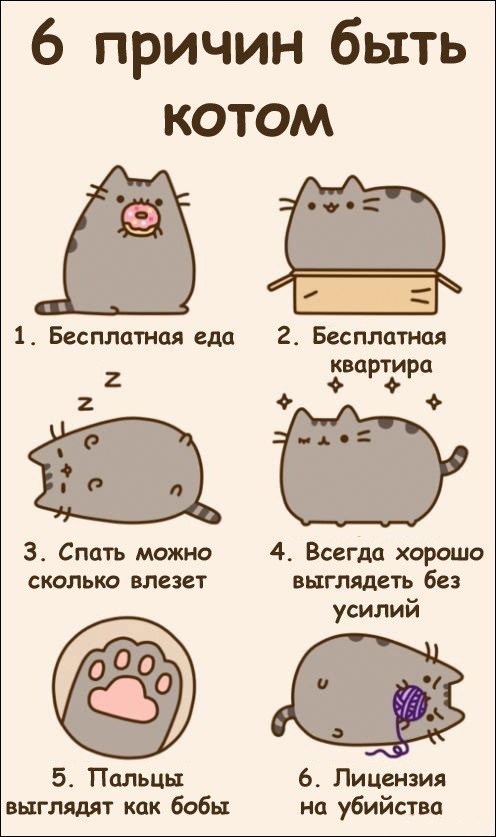 Шесть причин быть котом